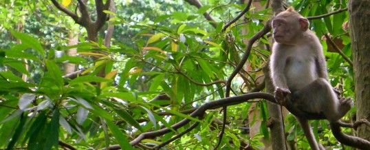 Oyuncu Maymun